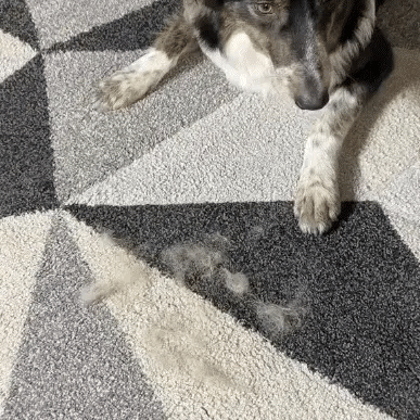 PawCloud™ - #1 Anti-Shedding Glove for a Fur-Free Home
